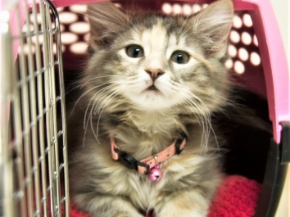 Picture for category Cat Travel